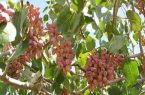 برداشت ۳۹ تن  پسته از باغات شهرستان گیلانغرب