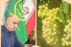 توسعه باغات در اراضی شیب دار در شهرستان کرمانشاه
