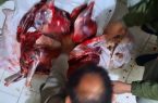 کشف لاشه دو رأس میش وحشی از شکارچیان متخلف در گیلانغرب