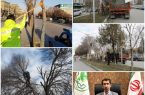 آغاز عملیات هرس و بازپیرایی درختان شهر کرمانشاه