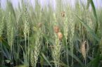 مبارزه با آفت سن در بیش از ۲۵۰ هزار از گندم زار ها‌ی استان