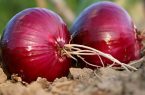 ۳۰۰ هکتار از اراضی هرسین زیر کشت پیاز رفته است