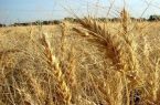 خرید تضمینی ۳۳ هزار تن گندم از کشاورزان کرمانشاهی