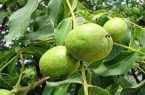 آغاز برداشت گردو از باغات پاوه