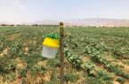 جلوگیری از استفاده ۵۰ تن سموم شیمیایی در مبارزه علیه آفات