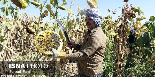 برآورد تولید ۱۴ هزار تن آفتابگردان آجیلی در کرمانشاه