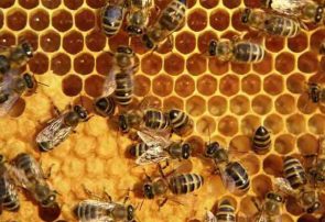 تولید بیش از ۷۸۰۰ تن عسل در کرمانشاه