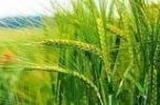 کشت گندم آبی مشمول دریافت یارانه می‌شود