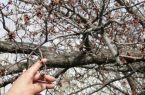 خسارت ۴ هزار و ۵۰۰ میلیارد تومانی سرما به باغات استان