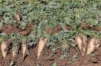 افزایش قیمت خرید تضمینی چغندرقند به هر کیلو ۲۸۰۰ تومان‌