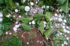 آسیب به باغات و مزارع کشاورزی استان کرمانشاه در پی بارش شدید باران