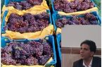 برداشت انگور یاقوتی در سطح ۳۶۰ هکتار از تاکستان‌های بارور  شهرستان گیلانغرب