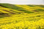افزایش دو برابری کشت کلزا در استان کرمانشاه