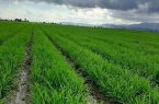 افزایش ۱۰ درصدی سطح زیر کشت گندم در کرمانشاه