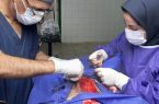 اولین عمل جراحی تراشه سگ در دانشکده دامپزشکی دانشگاه رازی