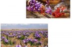 دانستنی هایی در مورد زعفران بر اساس استاندارد ملی