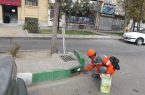 طعمه گذاری مناطق آلوده به موش/ شهروندان به طعمه‌ها دست نزنند