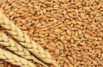 میزان خرید تضمینی تا کنون به ۵۸۰ هزار تن رسیده است
